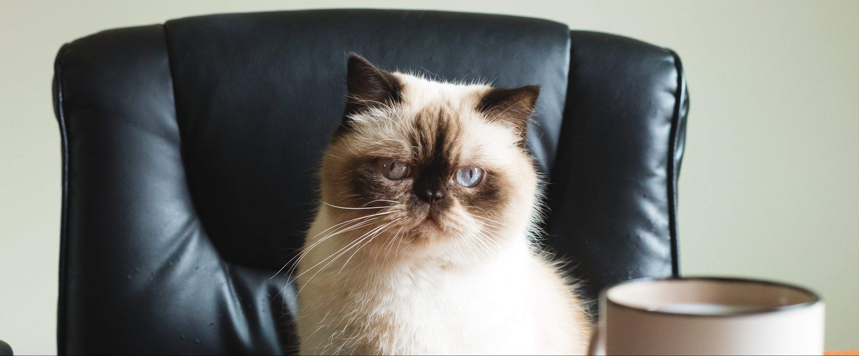 Cat sitting on a black leather chair with a neutral background